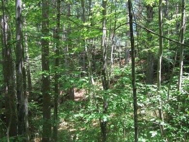 ON McCarthy Lake Rd, Tomahawk, WI 54487 - photo 3