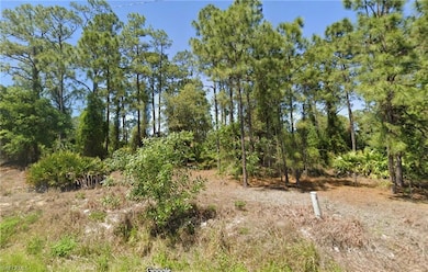 View of local wilderness