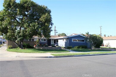 Front View Avocado Tree