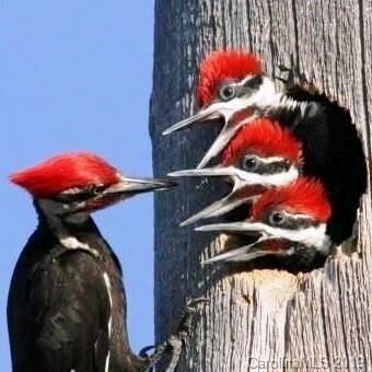 720 Salisbury Rd, Hendersonville, NC 28792 - photo 6