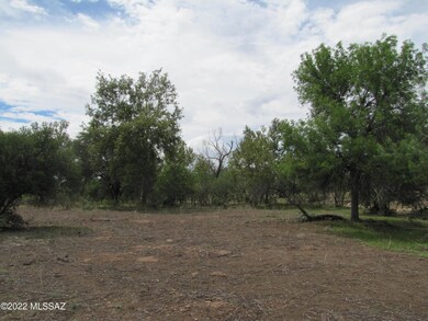 Variety of trees near creek