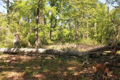 212 Sam Smith Cir, Crawfordville, FL 32327 - photo 2