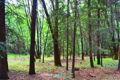 Firs, Pines and Cedars are also prevalent in the a