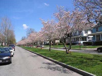 OXFORD MALL MAGNOLIA TREES  IN BLOOM