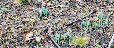 10492 Devils Den Rd, Winslow, AR 72959 - photo 5