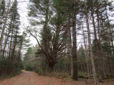 31-1 Moose Trail, Clarksville, NH 03592 - photo 5