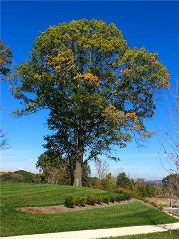 0 Horse Mountain Rd unit RTC1406991, Shelbyville, TN 37160 - photo 6