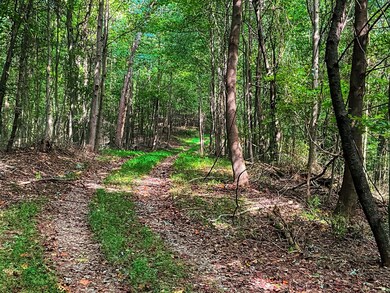 241 AC Legion Rd, Ellijay, GA 30540 - photo 6