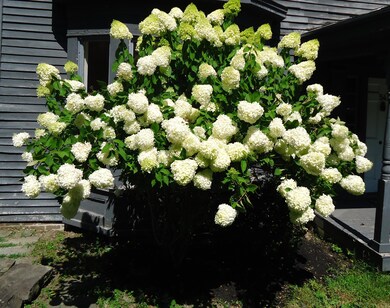 54 in full bloom