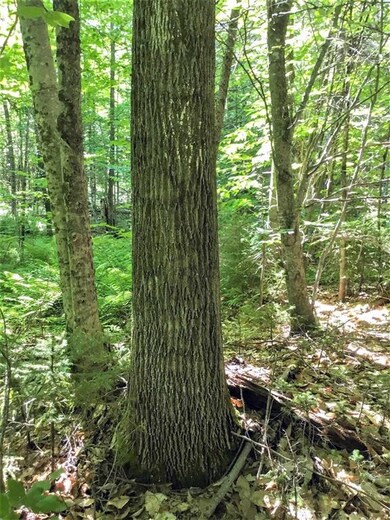 0 Edgar Albert Rd, Groton, NH 03266 - photo 5