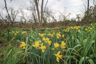 Lots Lake Douglas Rd, Bainbridge, GA 39819 - photo 4