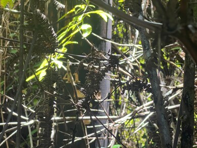 0 Palainui Ave unit 723137, Mountain View, HI 96771 - photo 6