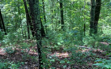 Additional View