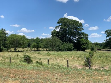looking north large pecan trees