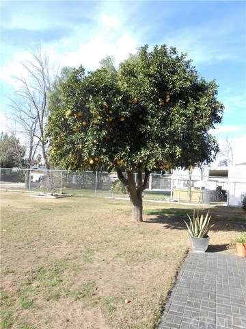 Seller says this Fruit tree gives the best Grapefr