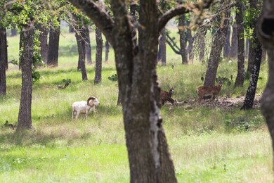 0 Texas 39 unit 3 119649, Hunt, TX 78024 - photo 4