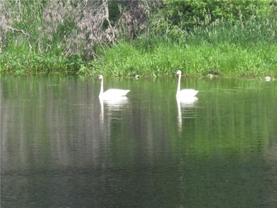 These two Swans realize how private Dahl Lake is.