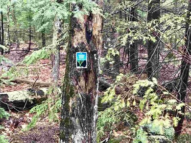 0 Old County Rd N unit Lot 18 4688423, Deering, NH 03244 - photo 4