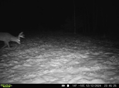 Crooked Creek deer 3