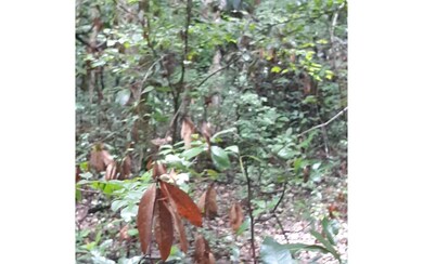 TBD California, Fort White, FL 32038 - photo 4