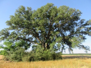 0 Mosley Rd, Uvalda, GA 30473 - photo 3