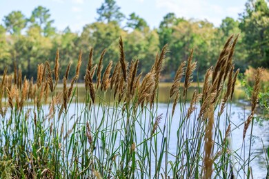 2258 Fm 3459, Onalaska, TX 77360 - photo 5