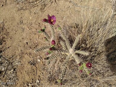 TBD Yale - cactus flower
