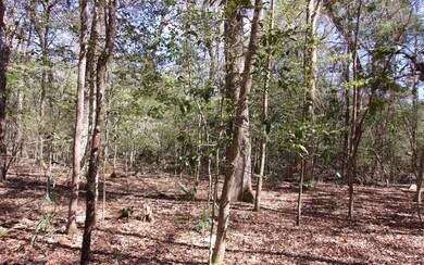 TBD Manatee Terrace, Fort White, FL 32038 - photo 2