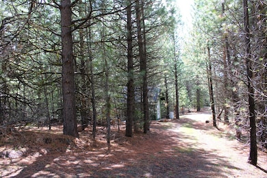View Towards Shed