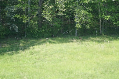 339 Mcnutt Rd, Bear Creek, AL 35543 - photo 4