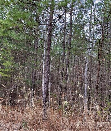 Walk paths made by whitetail deer through the Early Place forest.