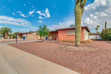 Saguaro in Frontyard
