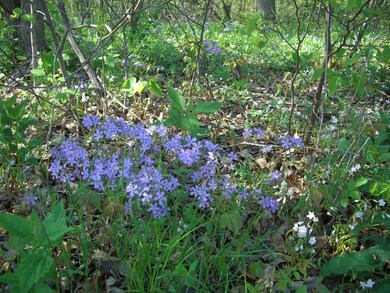 Lovely Woodland Wildflowers