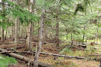 Tall Timbers