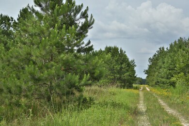 000 Fm 2090, Conroe, TX 77306 - photo 2