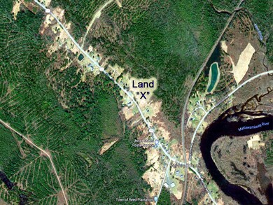 land-reed-plantation