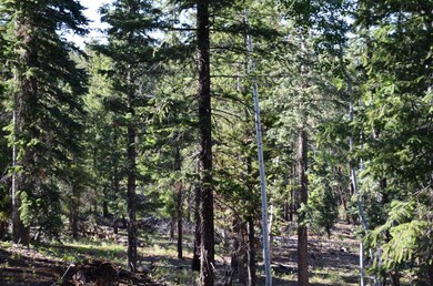 Beautiful, Secluded & Level!