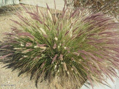 Desert Plant