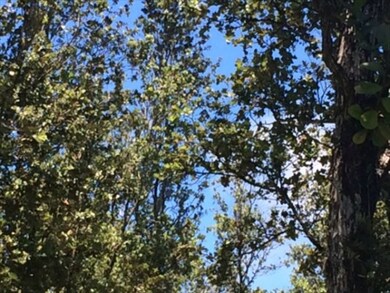 Looking up into the awesome Ohia Trees!