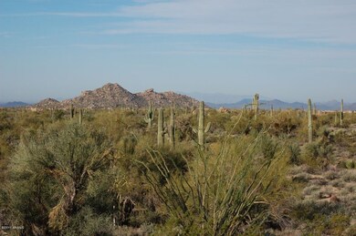 Desert Vegatation