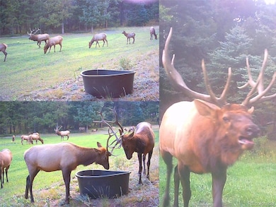 26271 Richmond Hill Rd, Conifer, CO 80433 - photo 6