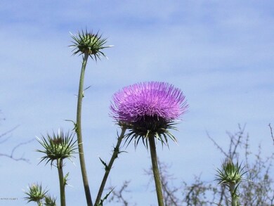 Beautiful Wild Flowers