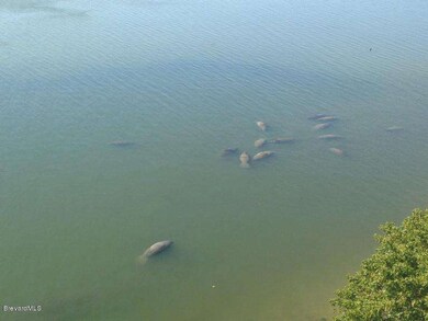 Manatees in the Lagoon.JPG