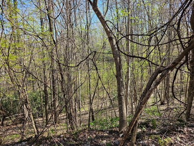 29A Timber Estates Rd, Charleston, NC 28713 - photo 6