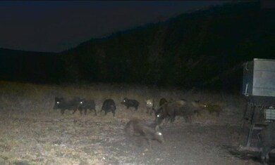 239 Private Road 2705, Uvalde, TX 78801 - photo 4