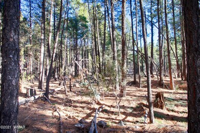 Thick Trees On Lot