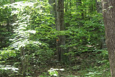 Lot 53 Red Bird Dr, Stanardsville, VA 22973 - photo 4