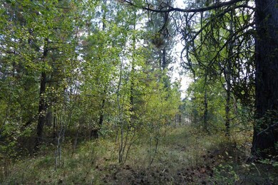 Hide in the Tree Line & Overlook the Valley