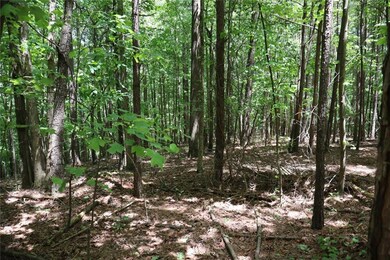 View of local wilderness
