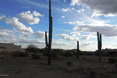 5TH  - A Tall Saguaro!